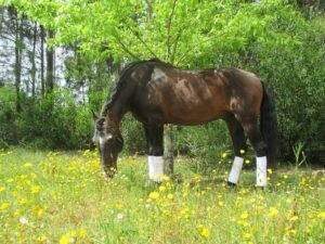 cavalo campo
