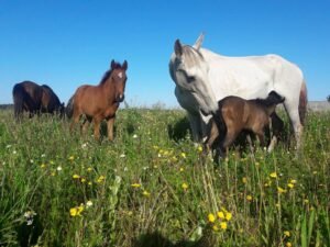 cavalo natureza